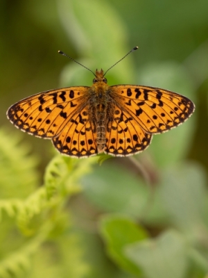 Parastais purvraibenis<br/>CLOSSIANA SELENE