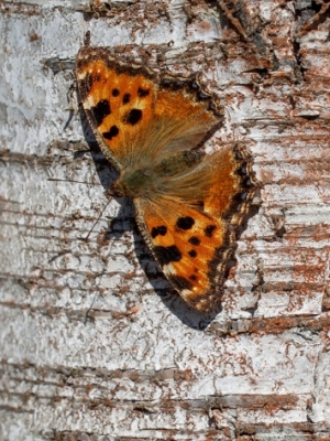 Augļkoku raibenis<br/>NYMPHALIS POLYCHLOROS