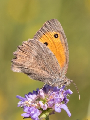 Siena vēršacītis <br/> HYPONEPHELE LYCAON
