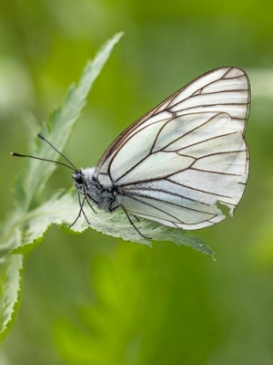 Balteņi