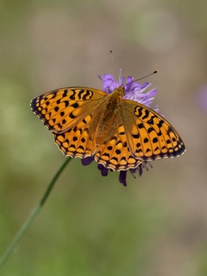 Lielais atraitnīšu raibenis<br/>ARGYNNIS ADIPPE