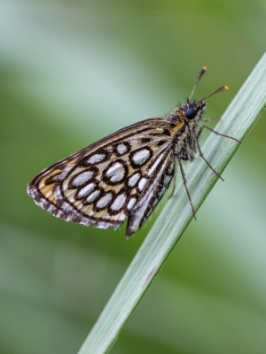 Spogulīšu resngalvītis<br/>HETEROPTERUS MORPHEUS