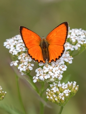 Zeltgalvīšu zeltainītis<br/>LYCAENA VIRGAUREAE