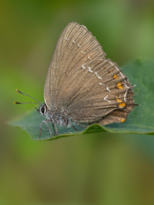 Ozolu astainītis<br/>SATYRIUM ILICIS
