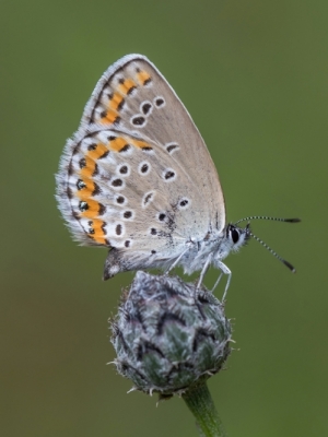 Vainadzīšu zilenītis <br/>PLEBEIUS ARGYROGNOMON