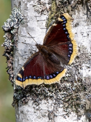 Bērzu raibenis<br/>NYMPHALIS ANTIOPA