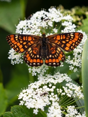 Ošu pļavraibenis<br/>Euphydryas maturna