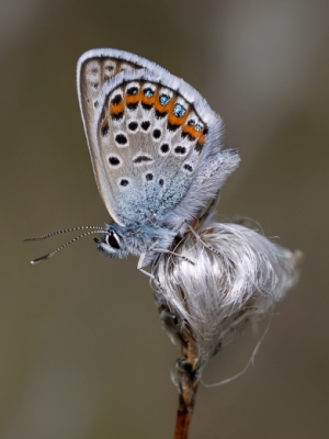 Mazais viršu zilenītis<br/>PLEBEIUS ARGUS