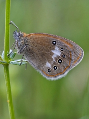 Pļavas sīksamtenis<br/>COENONYMPHA GLYCERION