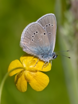 Meža zilenītis<br/>CYANIRIS SEMIARGUS