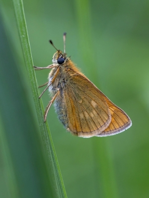 Lielais meža resngalvītis<br/>OCHLODES SYLVANUS