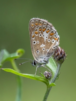 Tumšbrūnais zilenītis  <br/> ARICIA ARTAXERXES