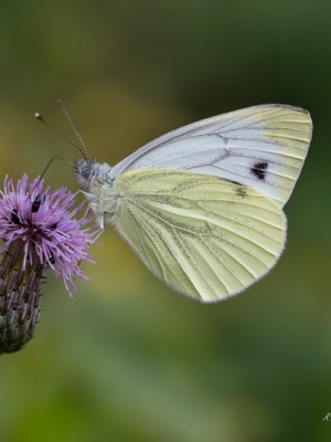 Kāļu baltenis<br/>PIERIS NAPI