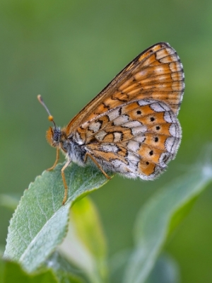 Skabiozu pļavraibenis <br/> EUPHYDRYAS AURINIA