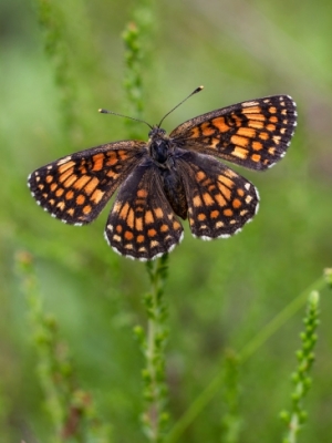 Parastais pļavraibenis<br/>MELITAEA ATHALIA