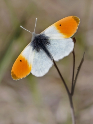 Ķersu baltenis<br/>ANTHOCHARIS CARDAMINES