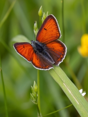 Mazais skābeņu zeltainītis<br/>LYCAENA HIPPOTHOE