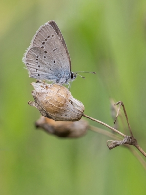 Sīkais zilenītis<br/>CUPIDO MINIMUS