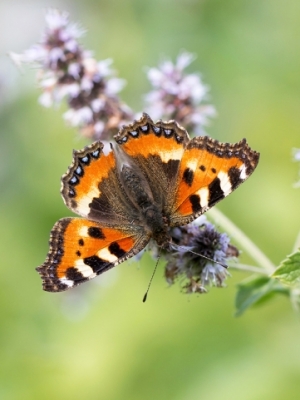 Parastais nātru raibenis<br/>AGLAIS URTICAE