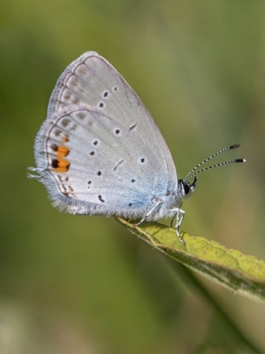 Astainais zilenītis<br/>EVERES ARGIADES