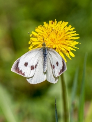 Kāpostu baltenis<br/>PIERIS BRASSICAE