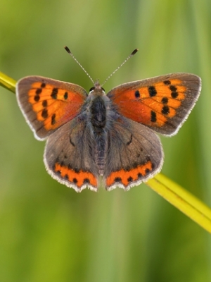 Parastais zeltainītis<br/>LYCAENA PHLAEAS