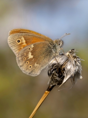 Purva sīksamtenis <br/> COENONYMPHA TULLIA