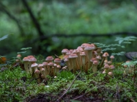 Ķieģeļsarkanā sērsēne (Hypholoma lateritium)