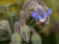 Gurķu mētra (Borago officinalis)