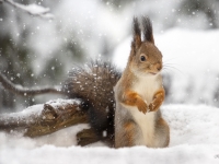 Vāvere (Sciurus vulgaris)