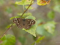 Eglāju samtenis (Pararge aegeria)