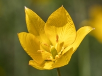 Meža tulpe