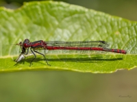 Ugunsspāre (Pyrrhosoma nymphula) LV Sarkanajā grāmatā 4. kat.