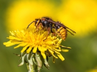 Sirsenis (Vespa crabro)