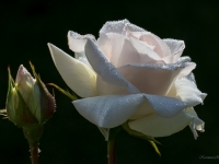 'SCHWANENSEE'
