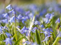 Zilsniedzītes (Scilla)