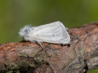 Skābeņu lācītis (Diaphora mendica)