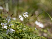 Baltais vizbulis  (Anemone nemorosa)