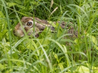 Pelēkais zaķis (Lepus europaeus)