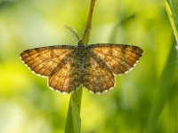 Brūnais viršu sprīžmetis (Ematurga atomaria)