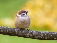 Lauku zvirbulis (Passer montanus)