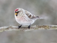 Gaišais ķeģis (Acanthis hornemanni)