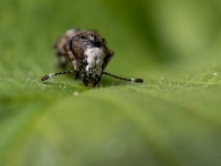 Platsmeceris Platystomos albinus