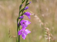 Jumstiņu gladiola
