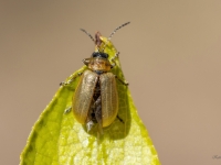 Lapgrauzis Lochmaea sp.
