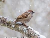 Lauku zvirbulis (Passer montanus)