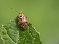 Mīkstblakts Lygus sp