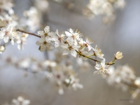 Ērkšķu plūme (Prunus spinosa)