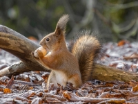 Vāvere (Sciurus vulgaris)