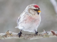 Gaišais ķeģis (Acanthis hornemanni)